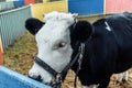 Little calf in corral at ranch farm, cub calf, dairy, farming. Royalty Free Stock Photo