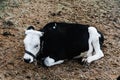 Little calf in corral at ranch farm, cub calf, dairy, farming. Royalty Free Stock Photo