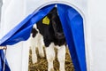 Little calf on a dairy farm. Royalty Free Stock Photo