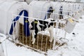 Little calf on a dairy farm. farming. Royalty Free Stock Photo