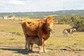 Little calf drinking from his mama cow