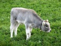 Little Calf Eating Green Grass