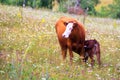 little calf eats milk from a cow in a meadow