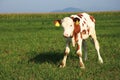 A little Calf on field
