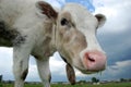 Little calf in the field. Royalty Free Stock Photo