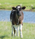 Little Calf grazing on a meadow Royalty Free Stock Photo