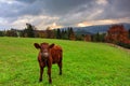 Little calf on the meadow under the Tatra Mountains at autumn, Lapszanka. Poland Royalty Free Stock Photo