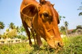 Little calf mug eating grass closeup Royalty Free Stock Photo