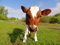 little calf Royalty Free Stock Photo