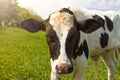 Little calf standing alone in green pasture