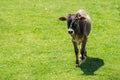 Little calf walking at the green meadow Royalty Free Stock Photo