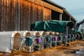 Little calf with yellow ear tags standing in cage in sunny livestock barn on farm in countryside looking at camera Royalty Free Stock Photo