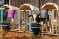 Little calf with yellow ear tags standing in cage in sunny livestock barn on farm in countryside looking at camera Royalty Free Stock Photo