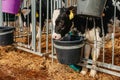 Little calf with yellow ear tags standing in cage in sunny livestock barn on farm in countryside looking at camera Royalty Free Stock Photo