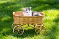 Little calico kitten in the straw basket Royalty Free Stock Photo