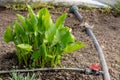 Little calla flowers in the green house. Gardening and flower concept production Royalty Free Stock Photo