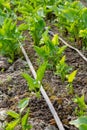 Little calla flowers in the green house. Gardening and flower concept production Royalty Free Stock Photo