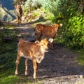 Little calves, animal, cow Royalty Free Stock Photo