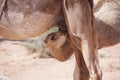 little camel is breastfeeding from his mother in the moroccan desert, mother is breastfeeding her newborn. Royalty Free Stock Photo