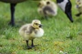 Little Canada Goose chick squawking for mom. Royalty Free Stock Photo