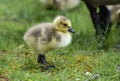 Little Canada Goose chick under mom`s shadow. Royalty Free Stock Photo