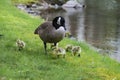 Little Canada Goose chicks under mom`s shadow. Royalty Free Stock Photo