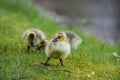 Little Canada Goose chicks walking in green grass. Royalty Free Stock Photo
