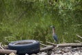 Green heron, hunting from a trash filled stream