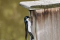 Male Tree Swallow bringing material to build a nest in the bird box Royalty Free Stock Photo