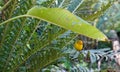 Little Canary Islander perched next to fern leaves