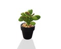 Little Cantus in pot on white background