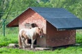 Little caramel pony hiding under animal`s hut