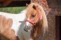 Little caramel pony hiding under animal`s hut under cloudy sky