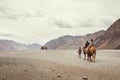 Little Caravan of camels goes to the mountain desert travel Royalty Free Stock Photo