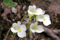 Little carnivorous plant (pinguicula alpina)