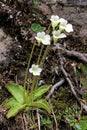 Little carnivorous plant (pinguicula alpina)