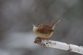 Little Carolina Wren Perching in a Winter  Snowstorm Royalty Free Stock Photo