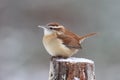 Little Carolina Wren in Winter Royalty Free Stock Photo