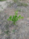 Little tree in the farm, cashew tree in the organic farm