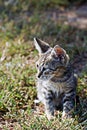 Little cat Royalty Free Stock Photo
