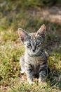Little cat Royalty Free Stock Photo