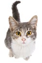 A little cat Royalty Free Stock Photo