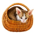 Little cat in basket Royalty Free Stock Photo