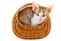 Little cat in basket Royalty Free Stock Photo
