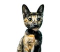 Little cat, black, brown, white, cute face, white background, isolated Royalty Free Stock Photo