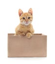 Little cat in the box. Royalty Free Stock Photo