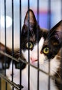 Little cat in a cage behind jail inside of animal shelter Royalty Free Stock Photo