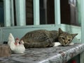 Little cat with Chicken doll