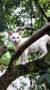 cute little cat climbs a tree and plays there Royalty Free Stock Photo