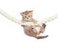 Little cat clutching at rope isolated on white Royalty Free Stock Photo